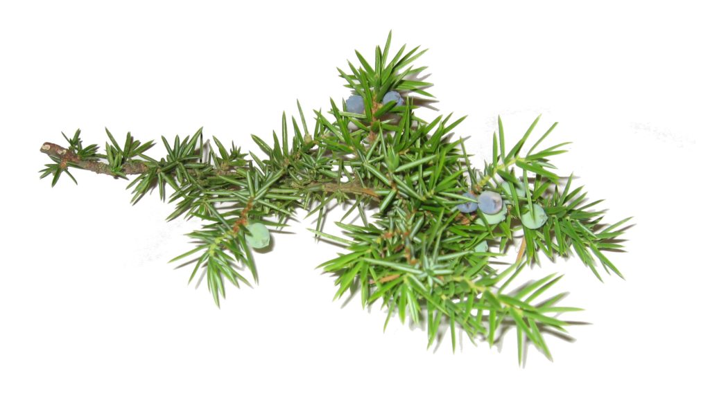 Juniperus_170429095710